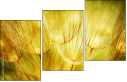 30556275