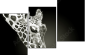 38098957
