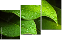 44282430
