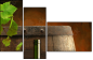 13276134