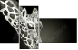 38098957