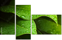 44282430