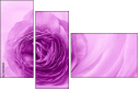 52109021