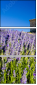 15873749