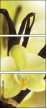 20383309