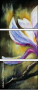21636905