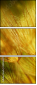 30556275