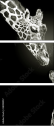 38098957