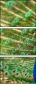 43782837