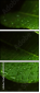 44282430