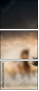45981925
