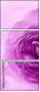 52109021