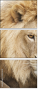 55423548