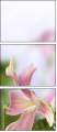 65612504
