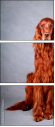71939351