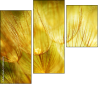 30556275