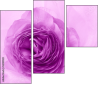 52109021