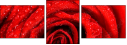 112923652