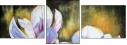 21636905
