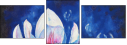 29661116