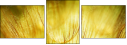 30556275