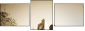 34463140