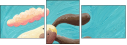 40703443