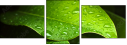 44282430