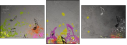 49274954