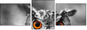 57830545