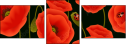 64821989