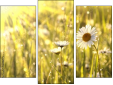 Triptychon - Dreiteiliges Leinwandbild