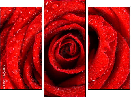 Wet Red Rose Close Up With Water Drops - Dreiteiliges Leinwandbild, Triptychon