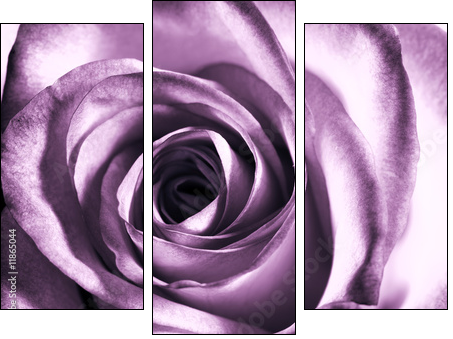 Purple rose - Dreiteiliges Leinwandbild, Triptychon