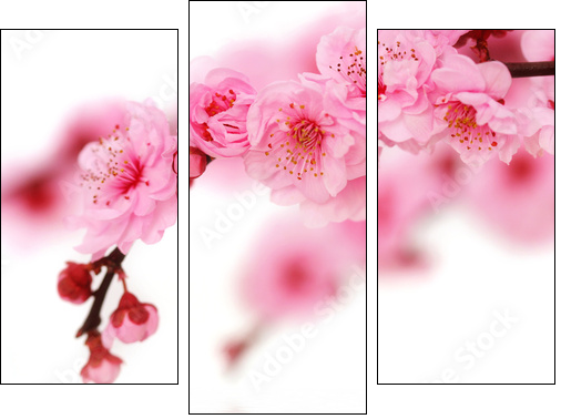 Spring cherry flowers reflected in rendered water - Dreiteiliges Leinwandbild, Triptychon