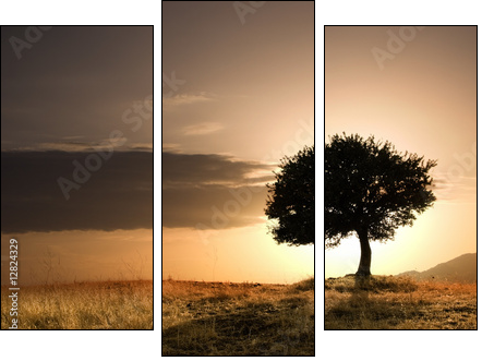 solitary oak tree in golden sunset - Dreiteiliges Leinwandbild, Triptychon