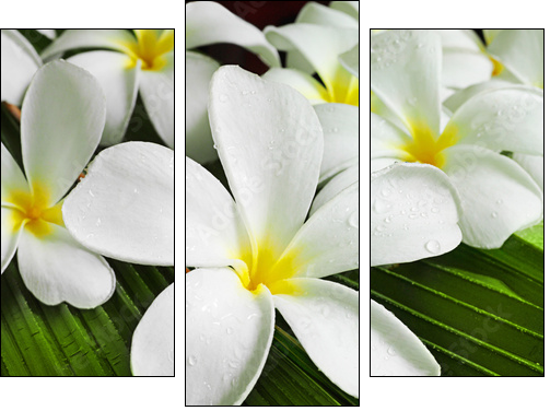 flowers spa - Dreiteiliges Leinwandbild, Triptychon