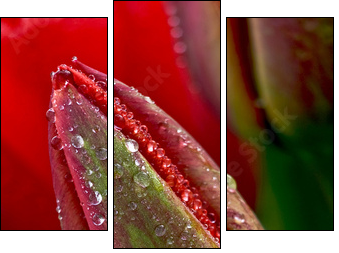 water drop on the tulip - Dreiteiliges Leinwandbild, Triptychon