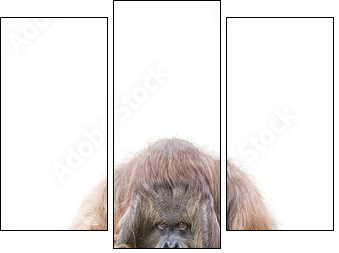 Orang-Utan - Dreiteiliges Leinwandbild, Triptychon