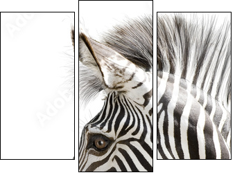 Zebra 001 - Dreiteiliges Leinwandbild, Triptychon