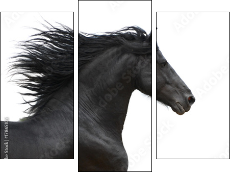 Portrait of galloping frisian horse on white background - Dreiteiliges Leinwandbild, Triptychon