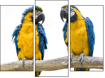 vogel Papagei wd343 - Dreiteiliges Leinwandbild, Triptychon