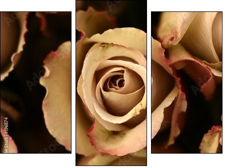 roses flower closeup - Dreiteiliges Leinwandbild, Triptychon