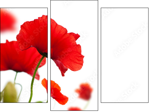 poppies isolated on white background- border angle of page - Dreiteiliges Leinwandbild, Triptychon