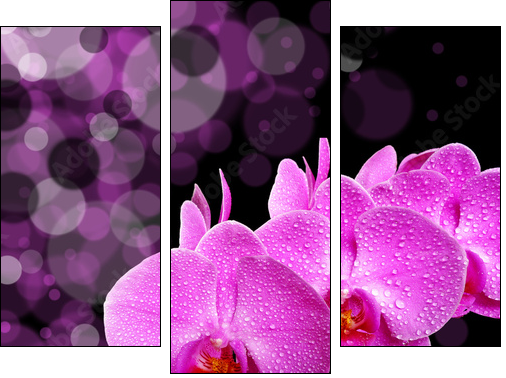 orchid - Dreiteiliges Leinwandbild, Triptychon