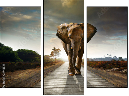 Walking Elephant - Dreiteiliges Leinwandbild, Triptychon