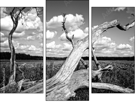 Drzewo - Dreiteiliges Leinwandbild, Triptychon