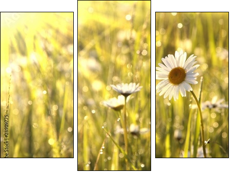 Spring daisies at dawn - Dreiteiliges Leinwandbild, Triptychon