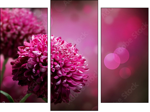 Dahlia Autumn flower design. With copy-space - Dreiteiliges Leinwandbild, Triptychon