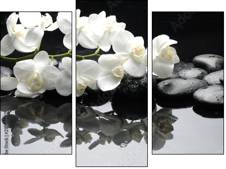 Close up white orchid with stone water drops - Dreiteiliges Leinwandbild, Triptychon